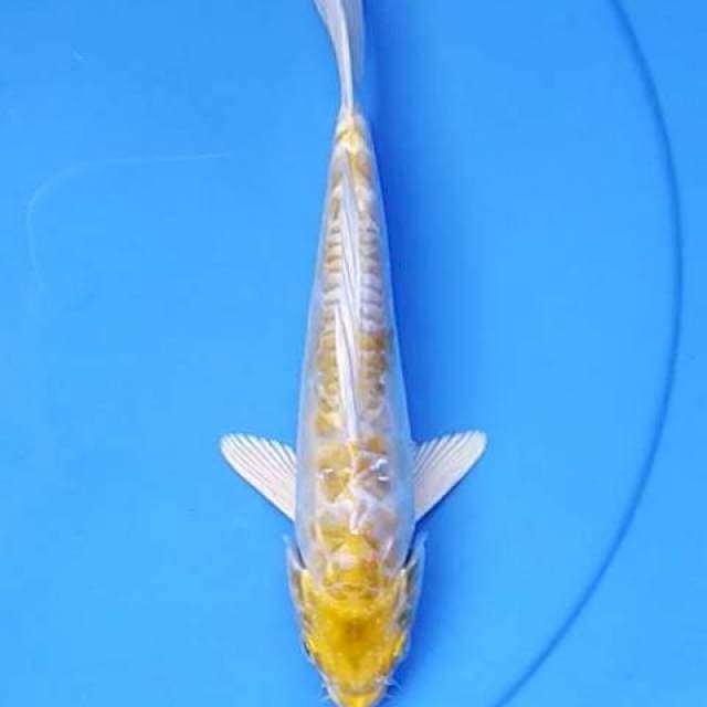 Hariwake doits 23 cm