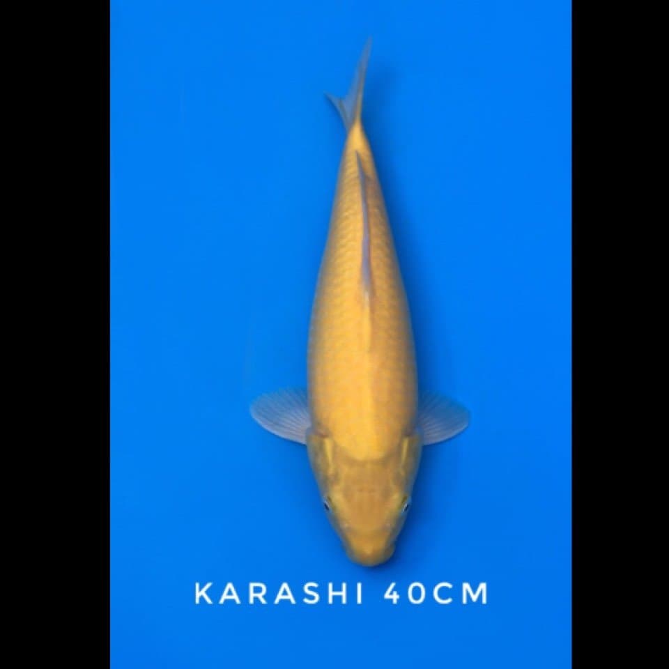karashi female 40cm