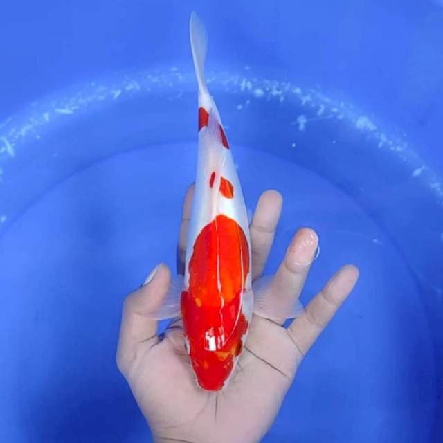 DOITSU KOHAKU # 27 CM