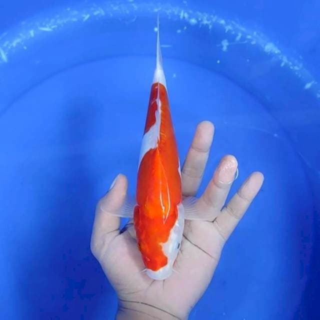 DOITSU KOHAKU # 26 CM