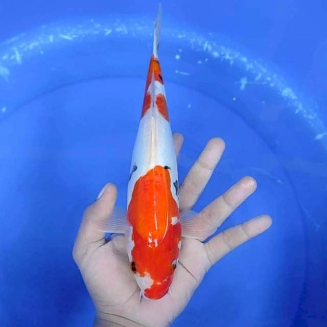 DOITSU SANKE # 27 CM
