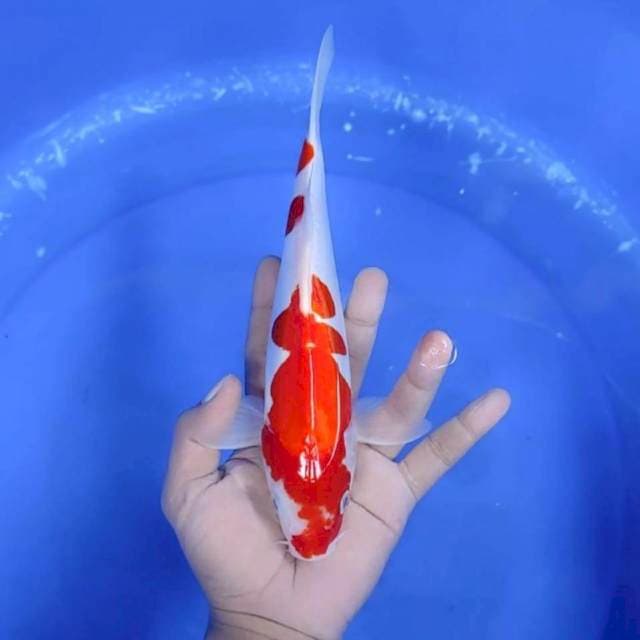 KOHAKU DOIT # 26 CM