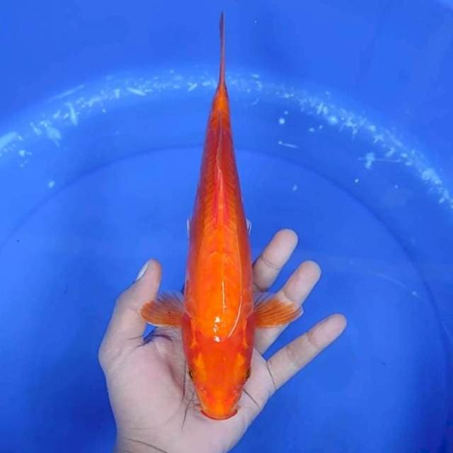 BENIGOI # 29 CM