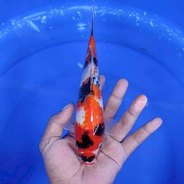 SHOWA # 22 CM