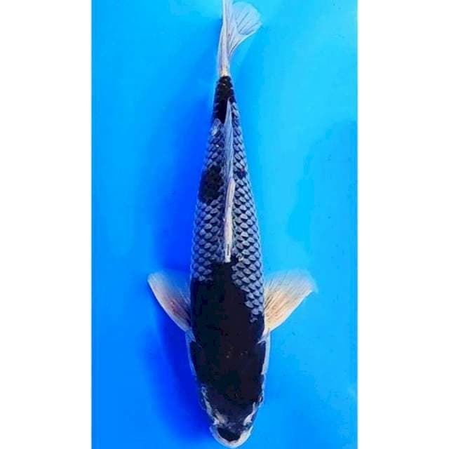 Ochiba Sigure (Original), 33cm Betina