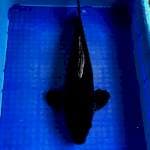 KARASUGOI. MALE. 43CM