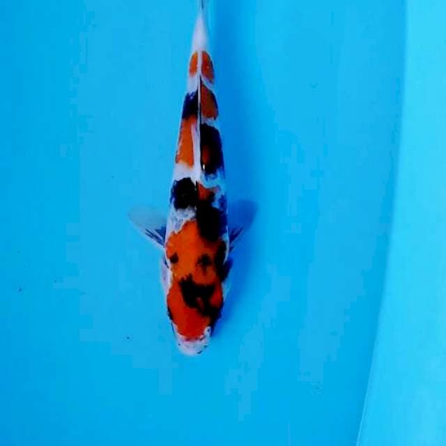 Showa 28cm