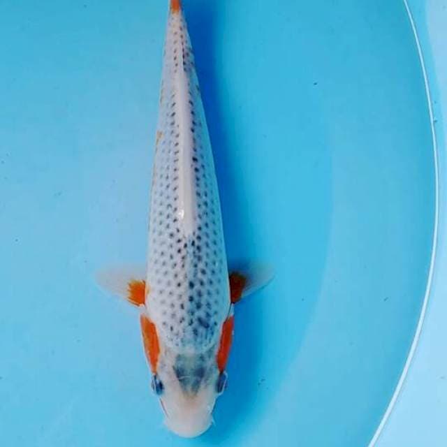 Asagi 23cm