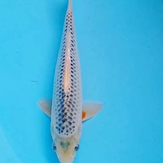 Asagi26cm