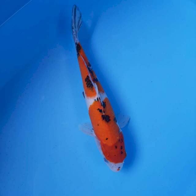 Sanke Female 28cm