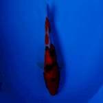 Sanke Male 26cm
