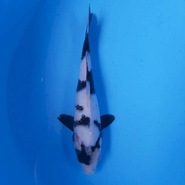 Shiro female 23cm