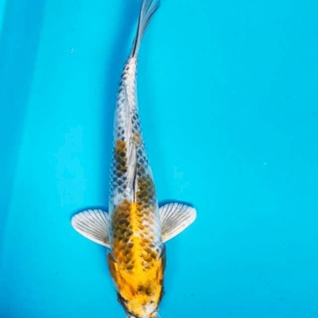 Kin showa 23cm
