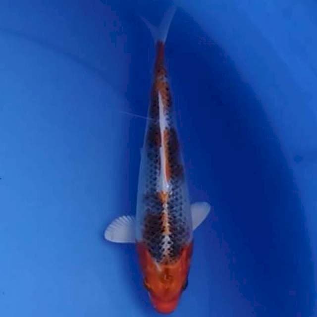 Kujaku 20 cm