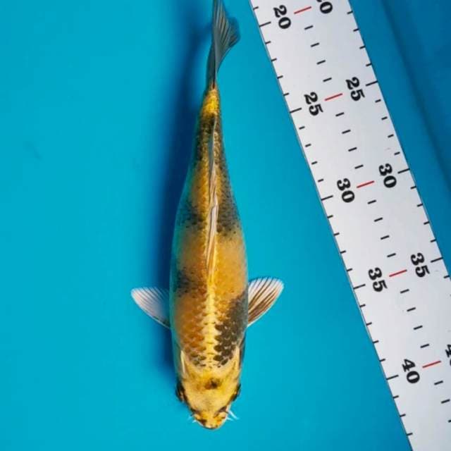 Kin ki utsuri 22cm male