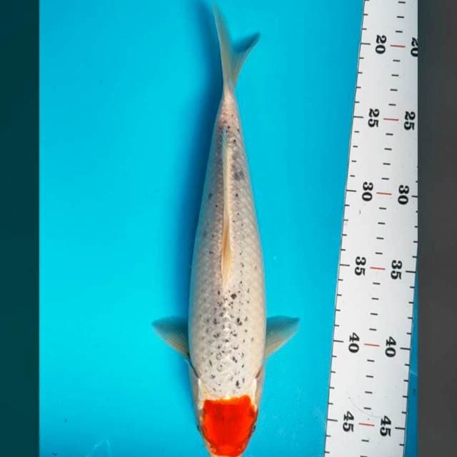 Tancho goshiki 28cm