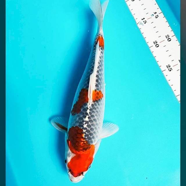 Goshiki punuk 31cm