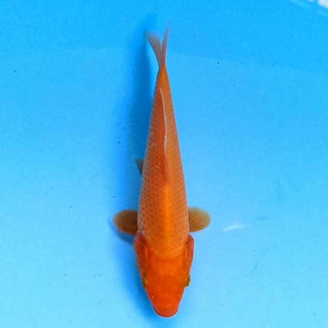 Aka Matsuba 16 cm