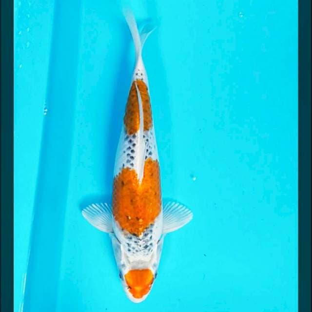 Maruten goshiki 29cm male