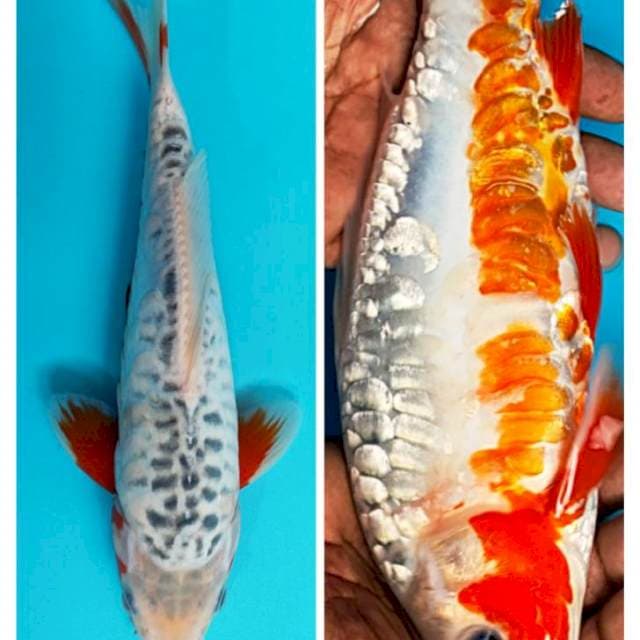 Shushui antik 25cm male