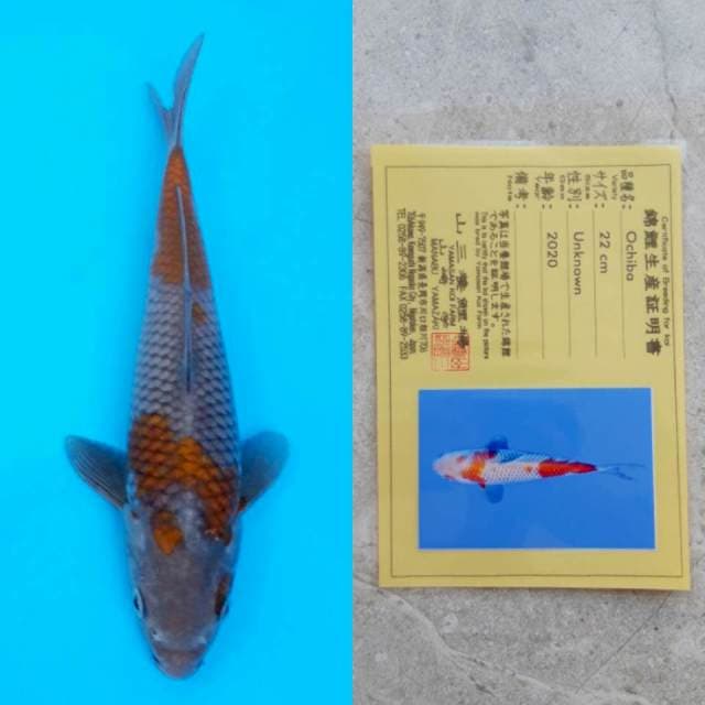 yamasan ochiba 25cm serti