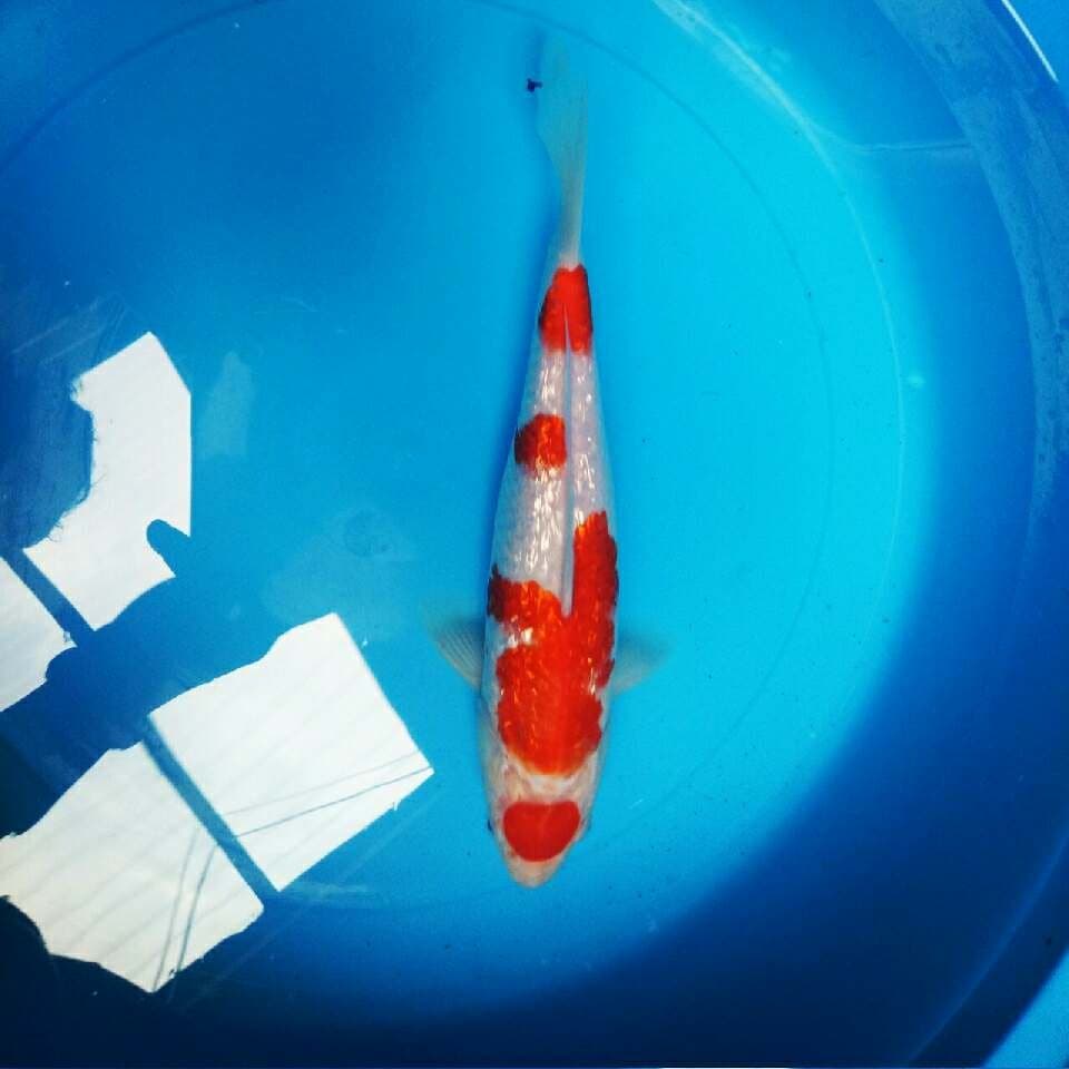 KOHAKU GINRIN