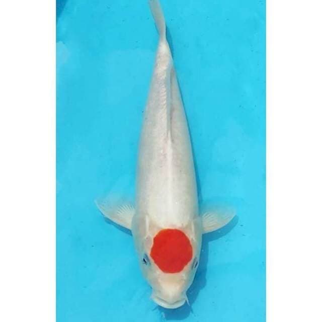 HQ Tancho Kohaku Original 32cm (M) 