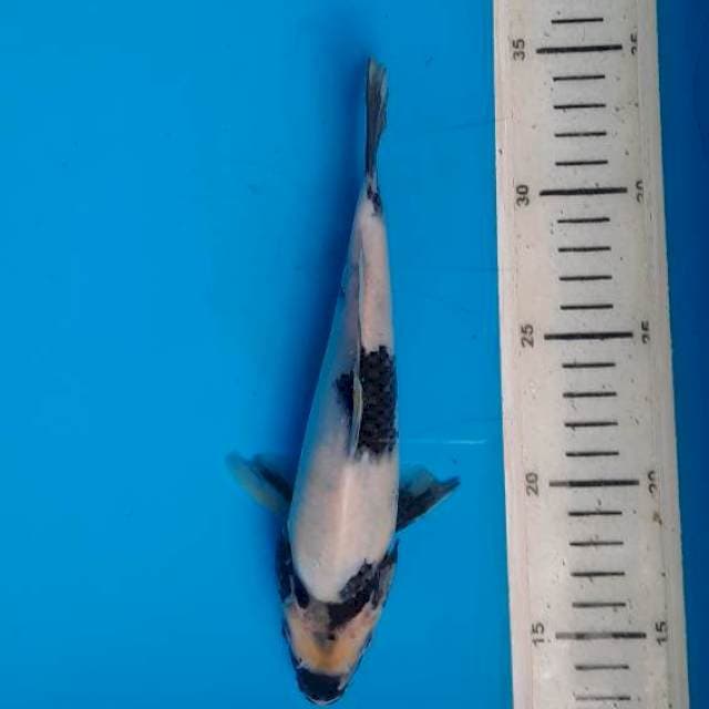 Shiro 21cm