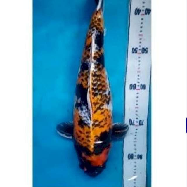 kage showa 53cm