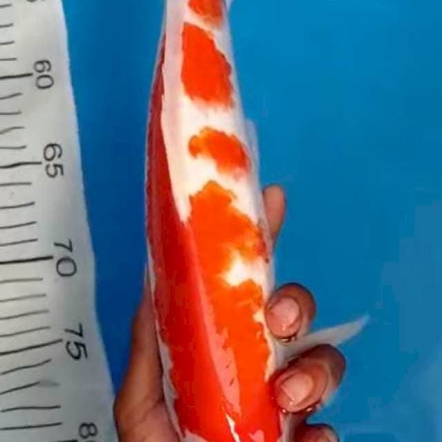 Kohaku merah strong 34 cm