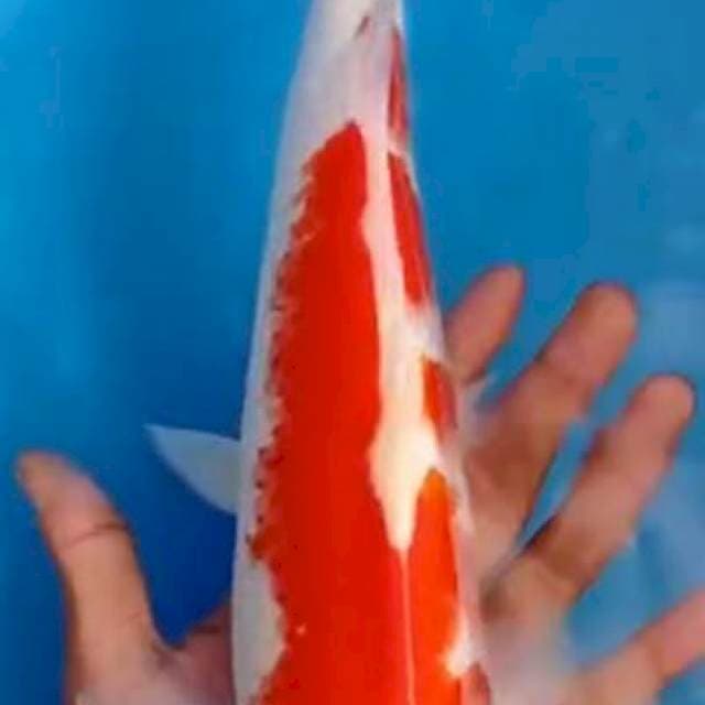 Kohaku merah strong 34 cm