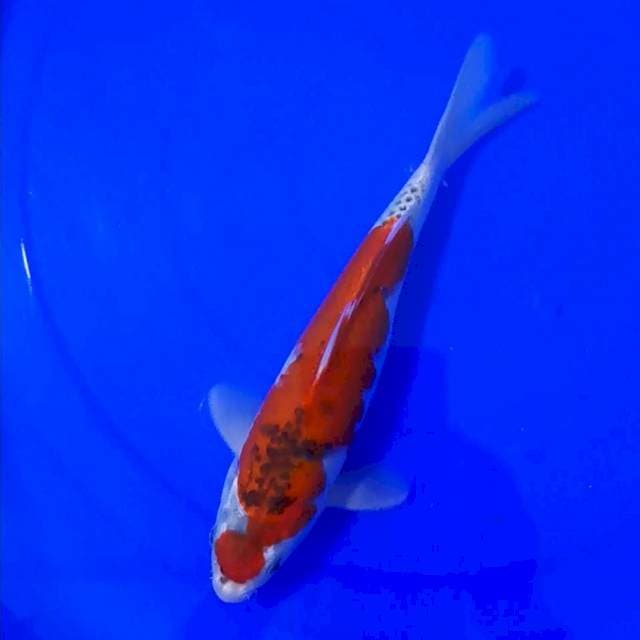 MARUTEN.GOSHIKI 27CM