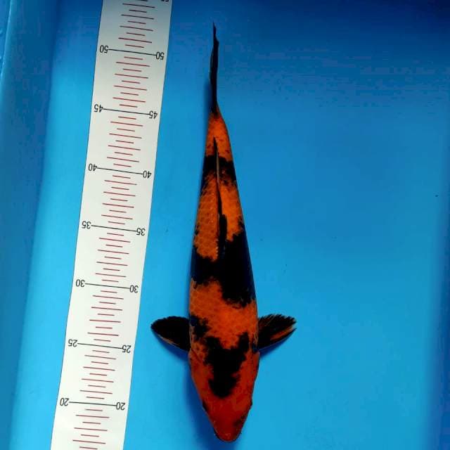 HI Utsuri 31 cm HQ