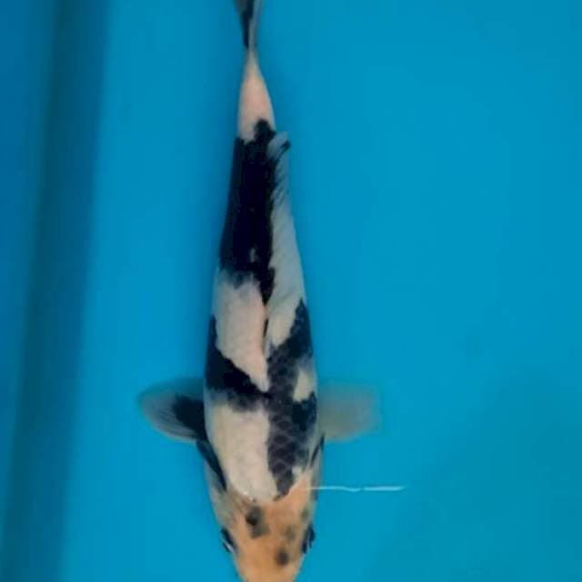 Shiro 22cm
