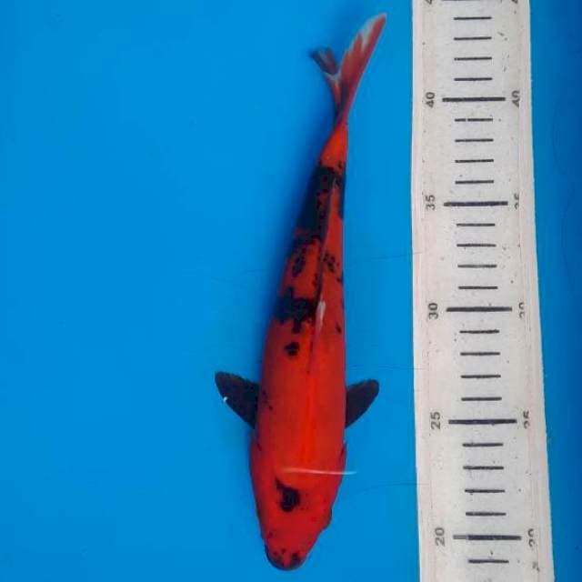 Utsuri merah strong 24cm 