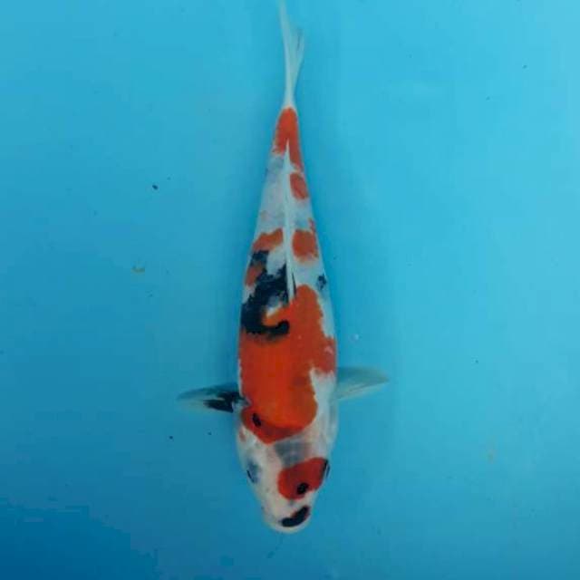Kindai showa original 27cm