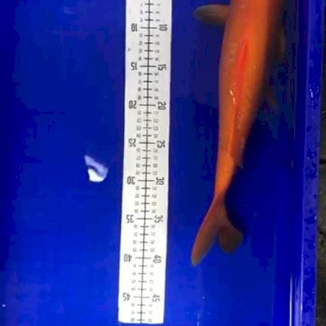 Karasi Mata Merah 40cm