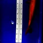Karasi Mata Merah 40cm