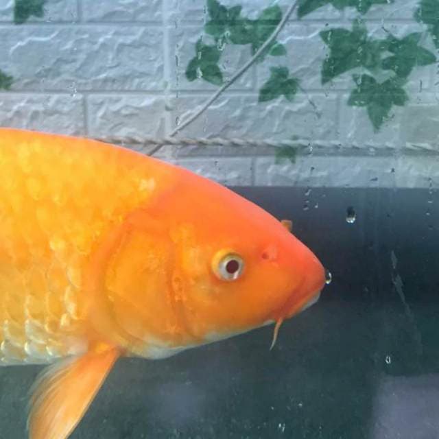 Karasi Mata Merah 40cm