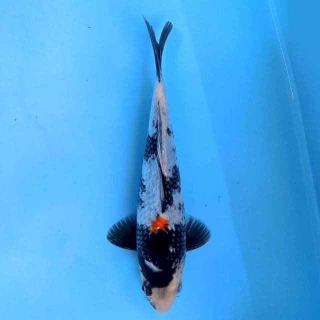 Showa Ginrin 19 cm