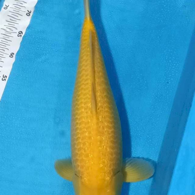 Karashi Ginrin Female 54cm