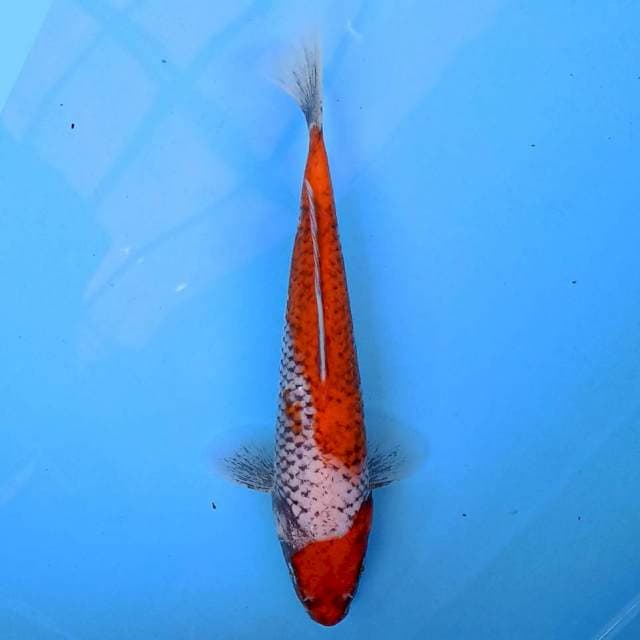 Beni matsukawabake 21 cm