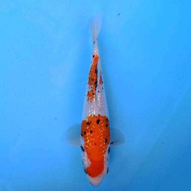 Beni matsukawabake ginrin 20 cm