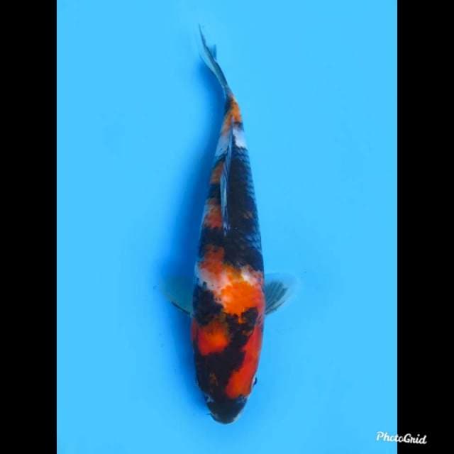 Showa Tategoi , 22cm