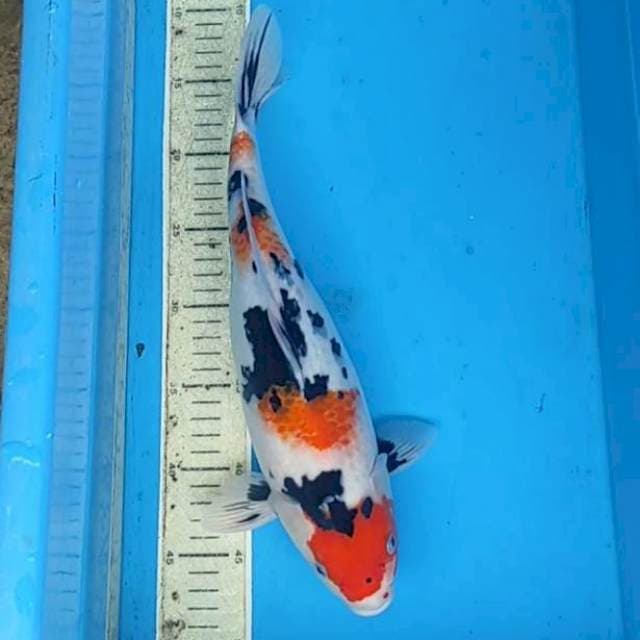 Showa 35cm