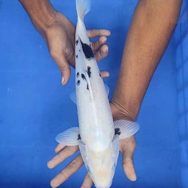 Shiro 38cm