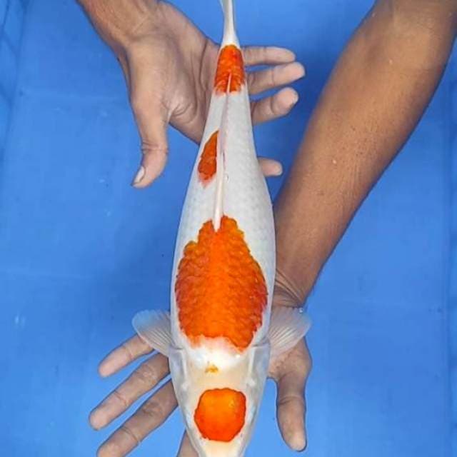 Kohaku maruten 38cm