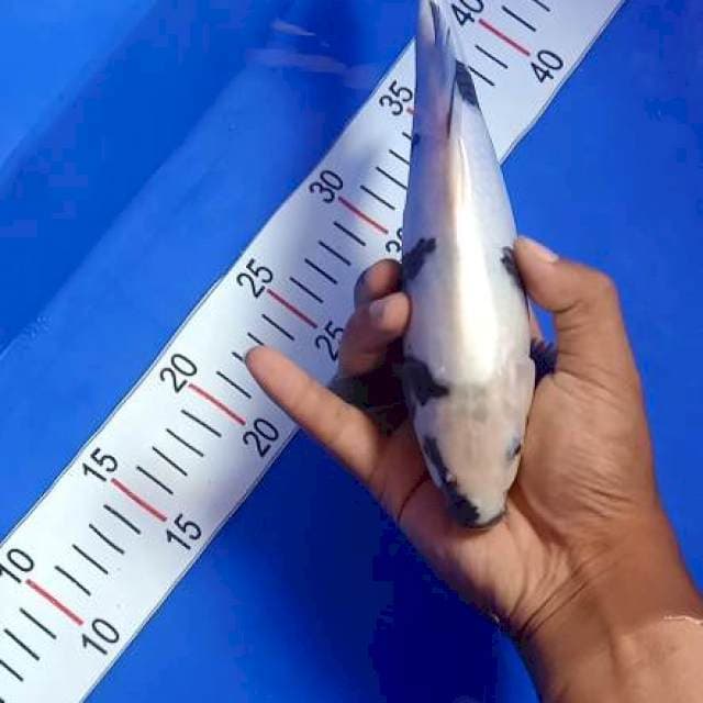 Shiro 25 cm