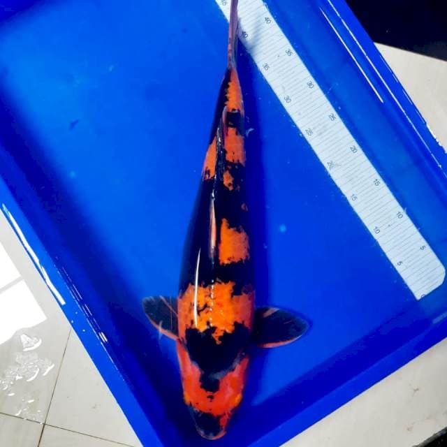 Utsury induk an 52cm