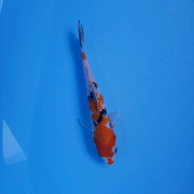 Saanke 23 male